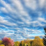 Rosewood Wyndsong Spring wm